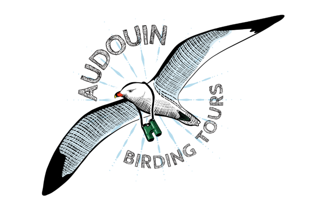 audouin birding tours