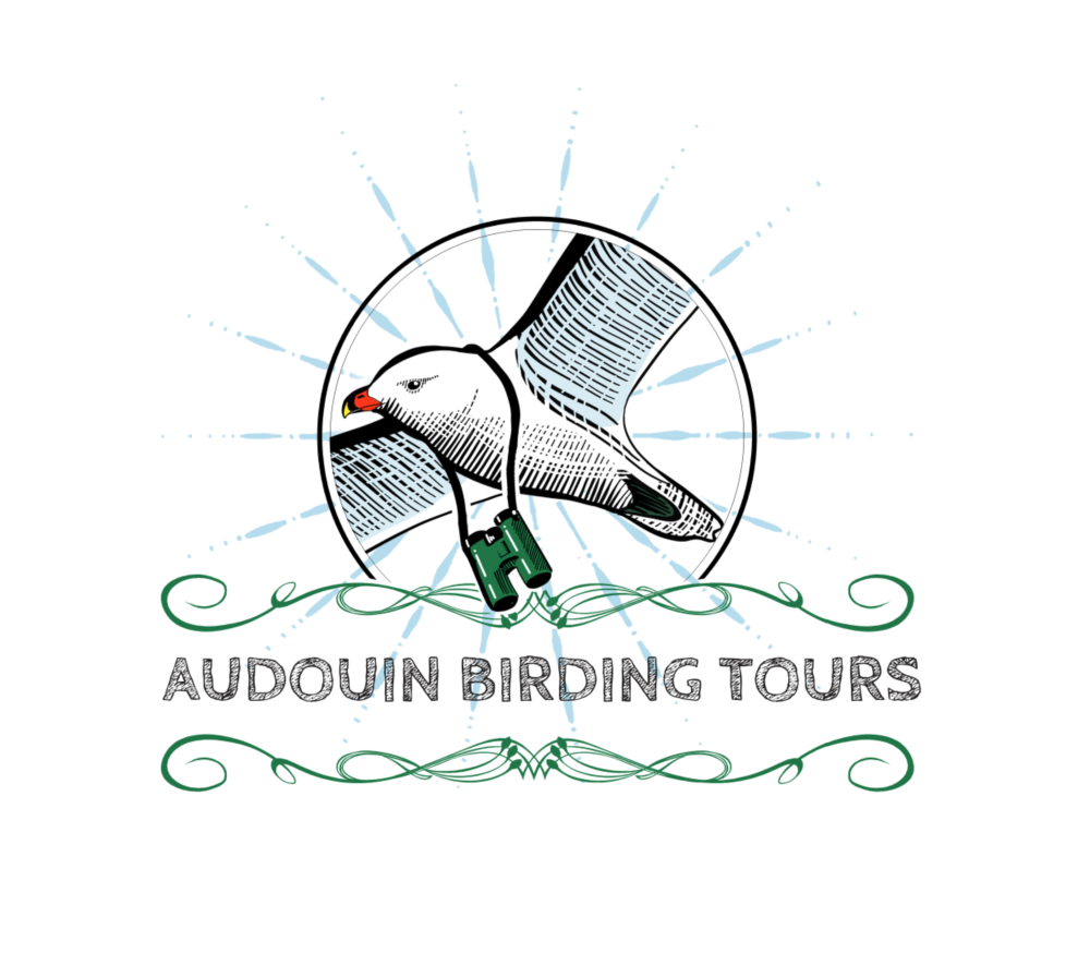 audouin birding tours